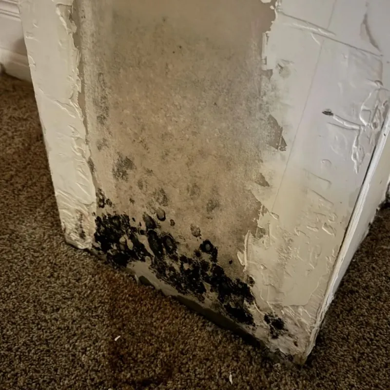 Professional Mold Removal in Key West, FL